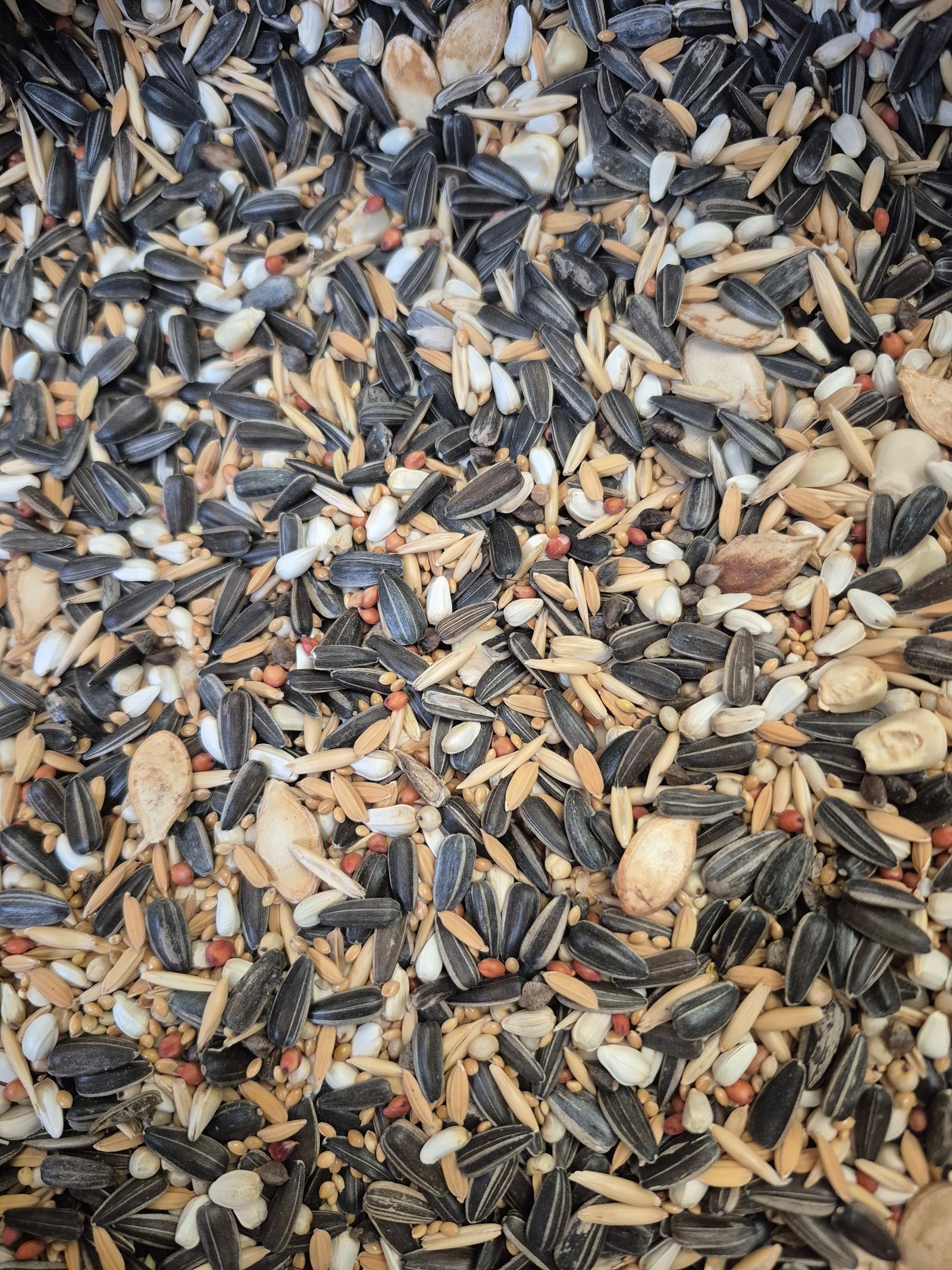 Economic Seed Mix For Conure